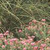 Symphyotrichum novae-angliae 'Alma Potschke', habit
