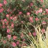 Symphyotrichum novae-angliae 'Alma Potschke', habit