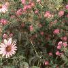 Symphyotrichum novae-angliae 'Alma Potschke', habit