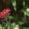 Symphyotrichum novae-angliae 'Alma Potschke', flowers