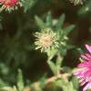 Symphyotrichum novae-angliae 'Alma Potschke', flowers