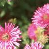 Symphyotrichum novae-angliae 'Alma Potschke', flowers