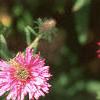Symphyotrichum novae-angliae 'Alma Potschke', flowers