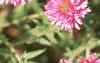 Symphyotrichum novae-angliae 'Alma Potschke', flowers