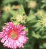 Symphyotrichum novae-angliae 'Alma Potschke', flowers