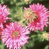 Symphyotrichum novae-angliae 'Alma Potschke', flowers