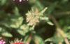 Symphyotrichum novae-angliae 'Alma Potschke', flowers