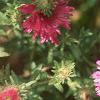 Symphyotrichum novae-angliae 'Alma Potschke', flowers