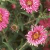 Symphyotrichum novae-angliae 'Alma Potschke', flowers