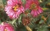 Symphyotrichum novae-angliae 'Alma Potschke', flowers