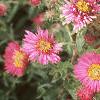 Symphyotrichum novae-angliae 'Alma Potschke', flowers