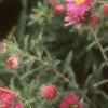 Symphyotrichum novae-angliae 'Alma Potschke', flowers
