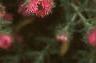 Symphyotrichum novae-angliae 'Alma Potschke', flowers