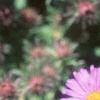 Symphyotrichum novae-angliae 'Hella Lacy', flowers