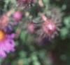 Symphyotrichum novae-angliae 'Hella Lacy', flowers