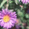 Symphyotrichum novae-angliae 'Hella Lacy', flowers