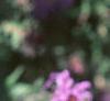 Symphyotrichum novae-angliae 'Hella Lacy', flowers