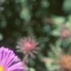 Symphyotrichum novae-angliae 'Hella Lacy', flowers