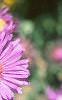 Symphyotrichum novae-angliae 'Hella Lacy', flowers