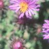 Symphyotrichum novae-angliae 'Hella Lacy', flowers