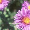 Symphyotrichum novae-angliae 'Hella Lacy', flowers