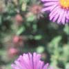 Symphyotrichum novae-angliae 'Hella Lacy', flowers