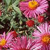 Symphyotrichum novae-angliae 'Hella Lacy', flowers