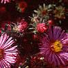 Symphyotrichum novae-angliae 'Hella Lacy', flowers