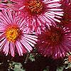 Symphyotrichum novae-angliae 'Hella Lacy', flowers