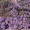 Symphyotrichum oblongifolium 'Fanny', habit
