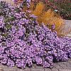 Symphyotrichum oblongifolium 'Fanny', habit