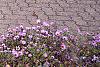 Symphyotrichum oblongifolium 'Fanny', habit