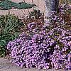 Symphyotrichum oblongifolium 'Fanny', habit