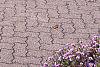 Symphyotrichum oblongifolium 'Fanny', habit
