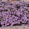 Symphyotrichum oblongifolium 'Fanny', habit