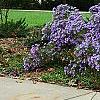 Symphyotrichum oblongifolium 'Raydon's Favorite', habit