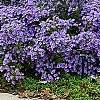 Symphyotrichum oblongifolium 'Raydon's Favorite', habit