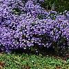 Symphyotrichum oblongifolium 'Raydon's Favorite', habit