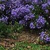 Symphyotrichum oblongifolium 'Raydon's Favorite', habit