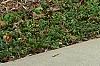 Symphyotrichum oblongifolium 'Raydon's Favorite', habit