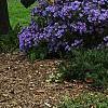 Symphyotrichum oblongifolium 'Raydon's Favorite', habit