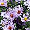 Symphyotrichum oblongifolium 'Raydon's Favorite', flowers