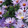 Symphyotrichum oblongifolium 'Raydon's Favorite', flowers