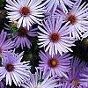 Symphyotrichum oblongifolium 'Raydon's Favorite', flowers