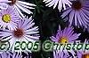 Symphyotrichum oblongifolium 'Raydon's Favorite', flowers
