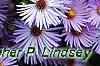Symphyotrichum oblongifolium 'Raydon's Favorite', flowers