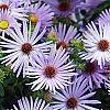 Symphyotrichum oblongifolium 'Raydon's Favorite', flowers
