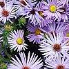 Symphyotrichum oblongifolium 'Raydon's Favorite', flowers