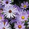Symphyotrichum oblongifolium 'Raydon's Favorite', flowers