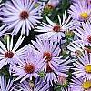 Symphyotrichum oblongifolium 'Raydon's Favorite', flowers